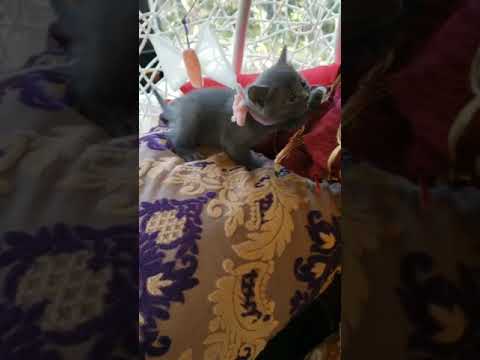 ボンベイ ブルーの女の子♡