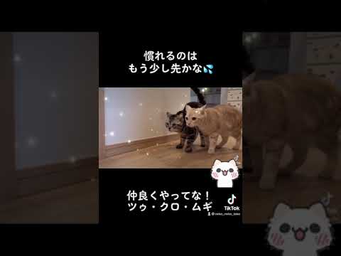 【#shorts】お互いまだ慣れない！先住ボス猫ツゥちゃん（アメリカンカール）と新入りクロ（アメリカンショートヘア）とムギ（スコティッシュフォールド）