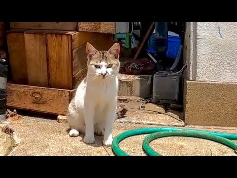 漁港にいた子猫、ゴロゴロと甘えてきてカワイイ