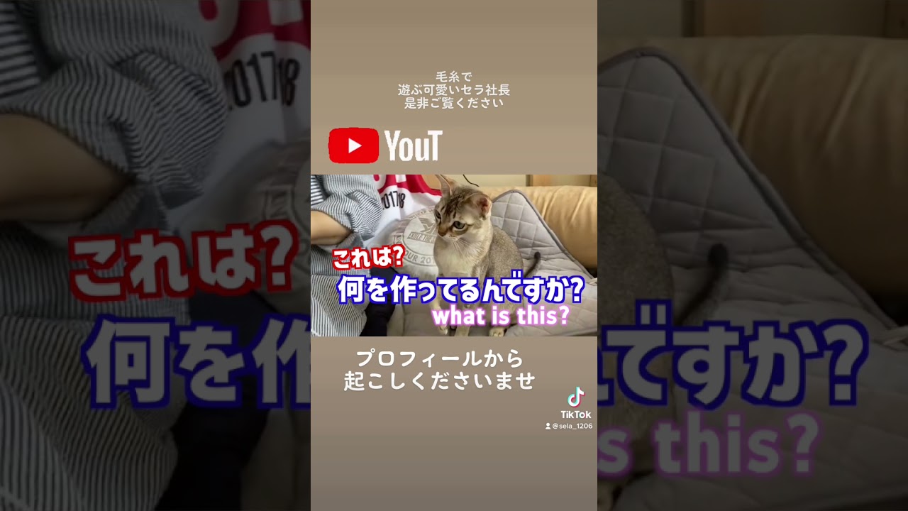 セラ社長の可愛い衣替え見てね〜【シンガプーラ】