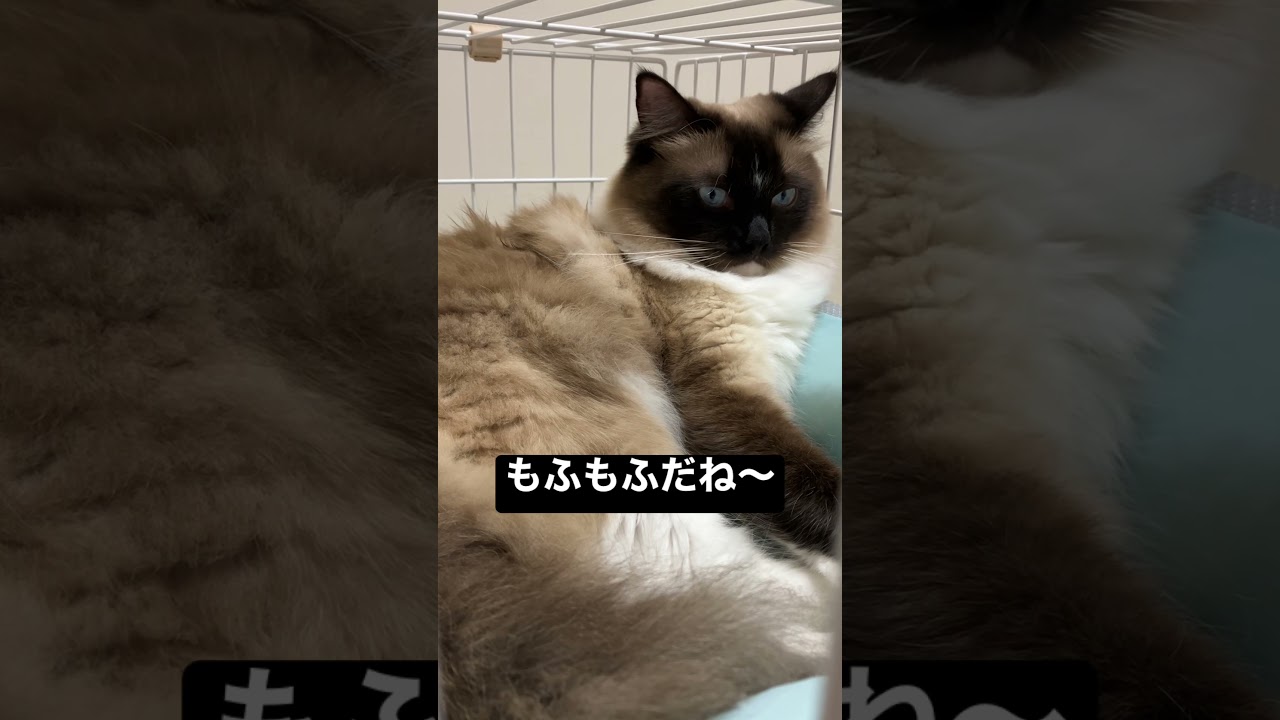 たぬきみたいなラグドールの猫が他の猫のゲージに侵入してくつろいでいる #kitten #ragdoll #ねこ #ラグドール #ラグドール子猫 #cat #アライグマ #こねこ #たぬき