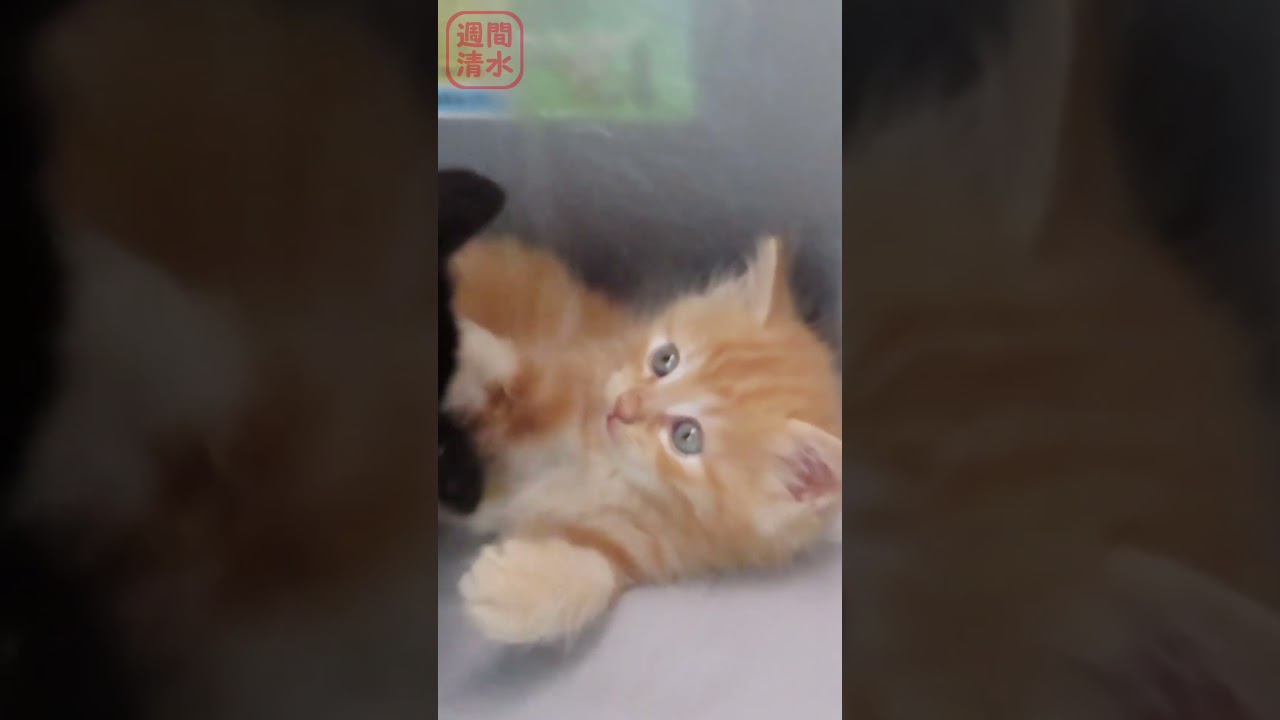 子猫のレスリング #shorts Cute kittens playing. 茶トラ 黒猫 保護猫 可愛い 喧嘩ごっこ じゃれる 兄弟猫