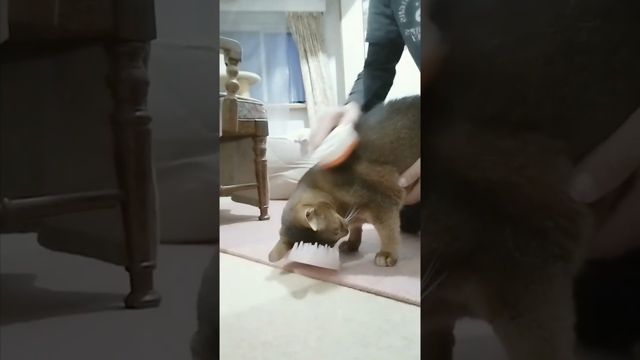 ネコ動画あび＃1395　あびの毎日　アビシニアン　あび