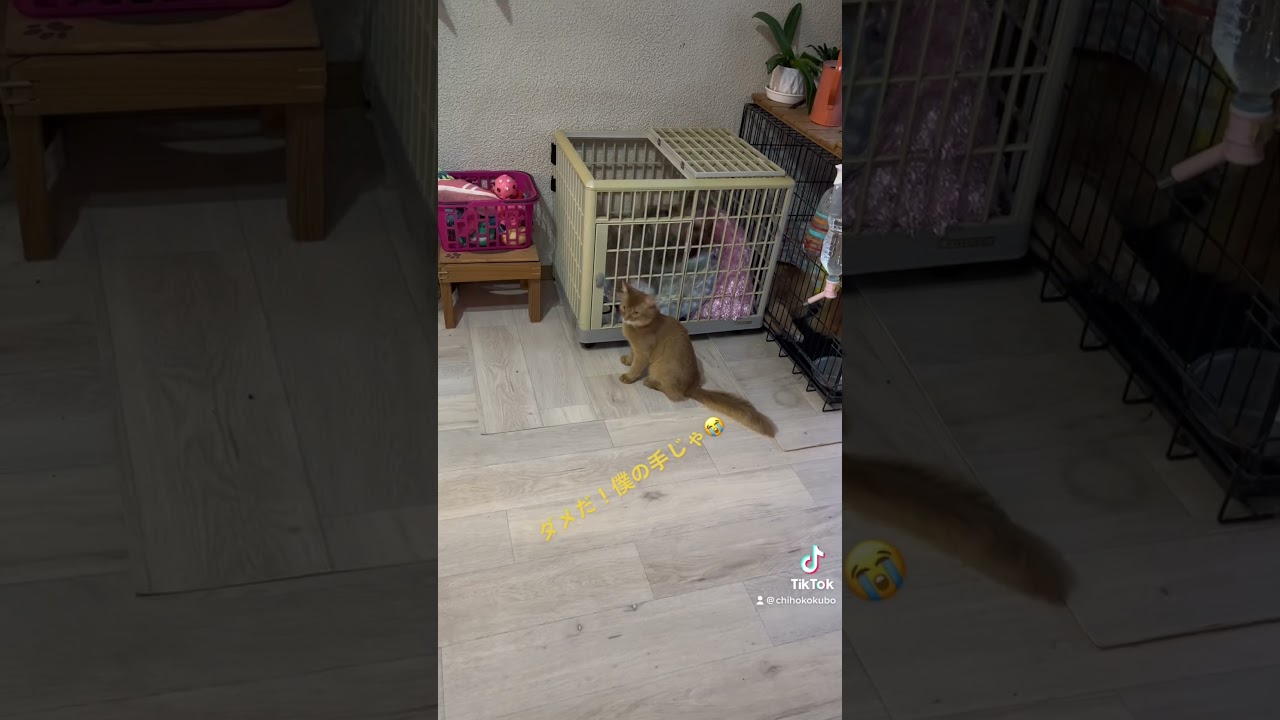 閉じ込められたヨーキーを助ける猫#ヨーキー # セラピードッグ #ソマリ