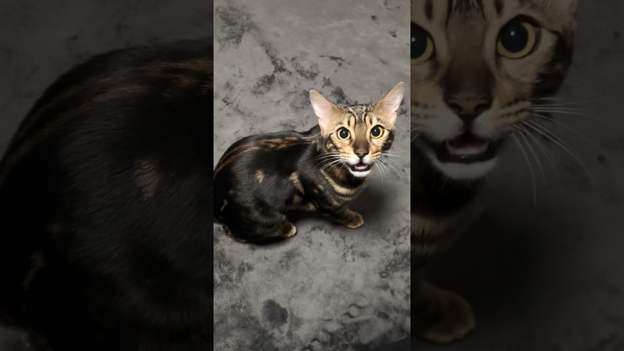 おしゃべりがすぎる子猫 #shorts #cat #ベンガル