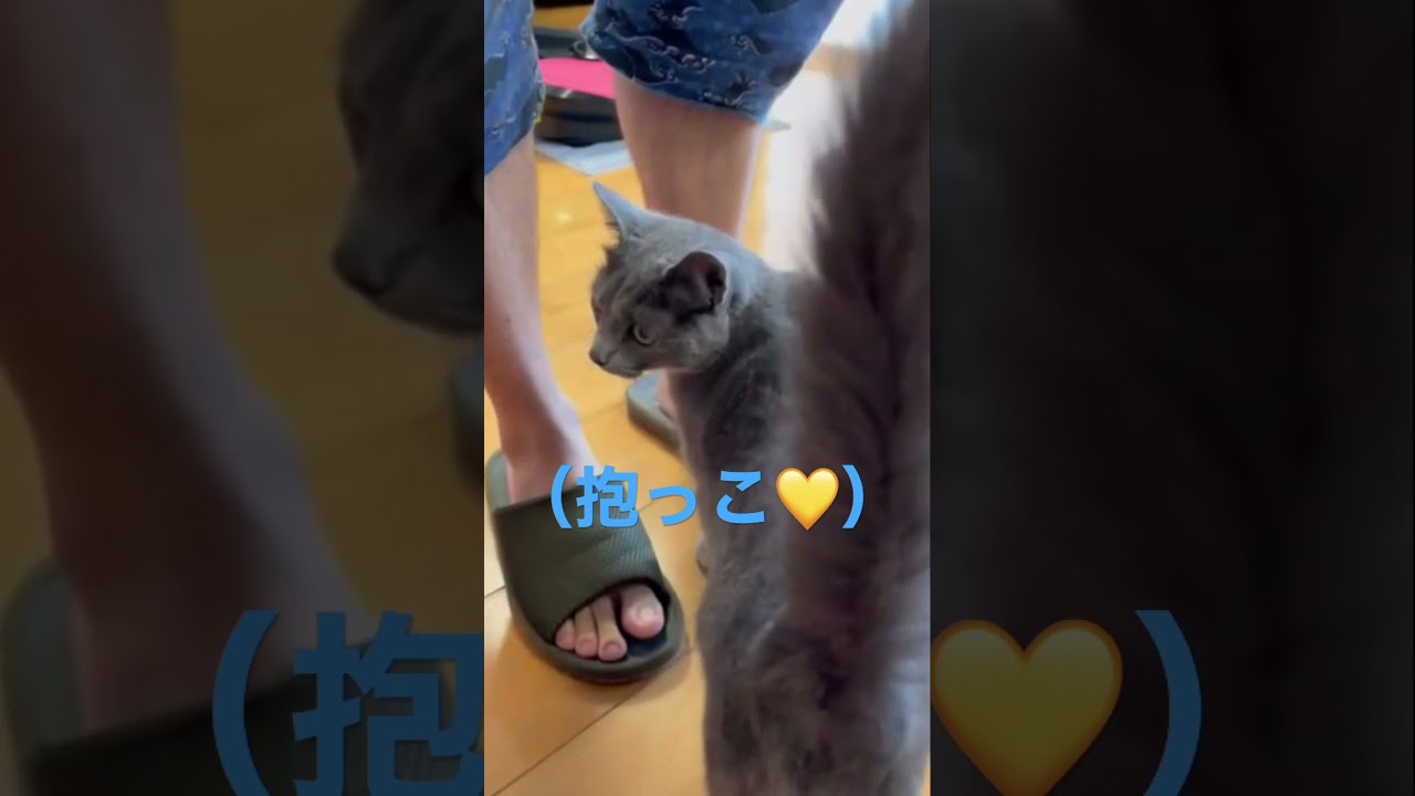 パパに抱っこをせがむ甘えん坊な猫（ロシアンブルー）#shorts