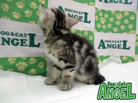 アメリカンショートヘアー 2305065 【ペットショップエンゼル　子犬・子猫販売】