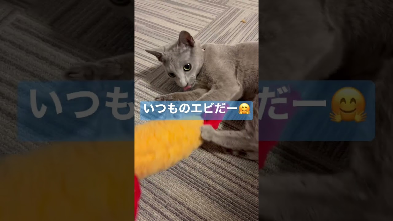 猫の日#ロシアンブルー #cat #猫 #ロシアンブルー #かわいい猫