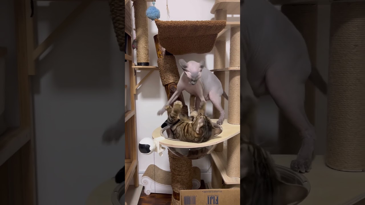 くつろぐ姉猫を邪魔する毛のない猫【ベンガル スフィンクス猫】