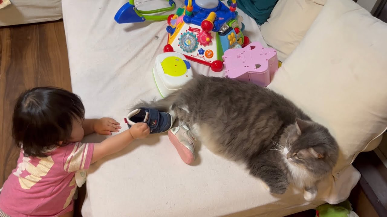 赤ちゃんから靴を履かされそうになる猫　ノルウェージャンフォレストキャット　A cat that is about to wear shoes from a baby