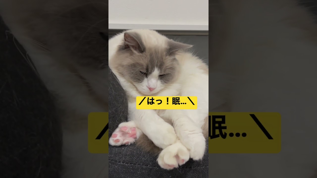 おネムなラグドールのレイくん、天使の寝顔とはこのことか☺️💕 #cat #ragdoll #ラグドール #猫