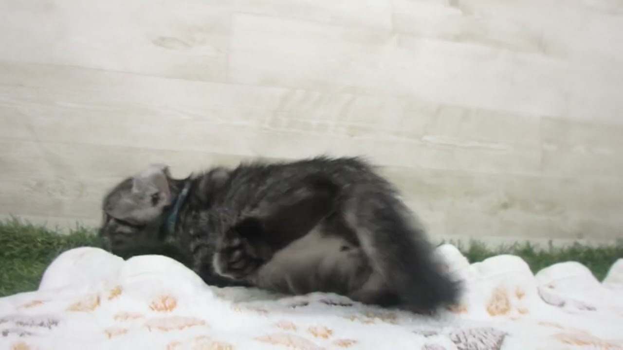 ペットショップcoo&riku No.00633380 アメリカンカール