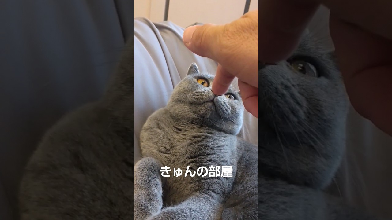 土曜日にゃん#ブリティッシュショートヘア #shorts #猫 #cat#ねこ