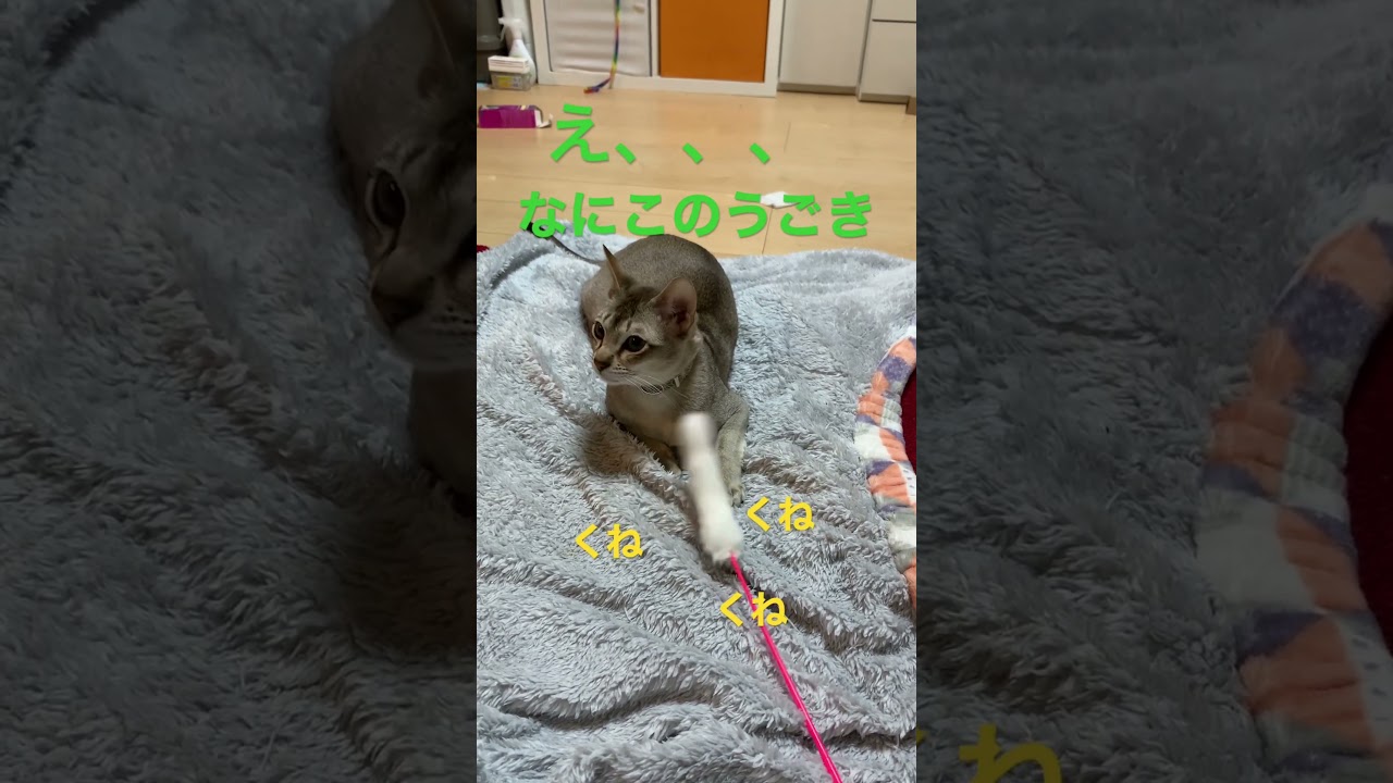 くねくねなおもちゃ #シンガプーラ