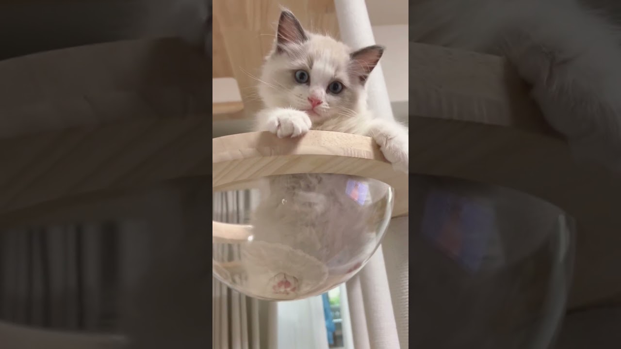 ラグドールのネロさん#shorts #ラグドール #猫 #ragdoll