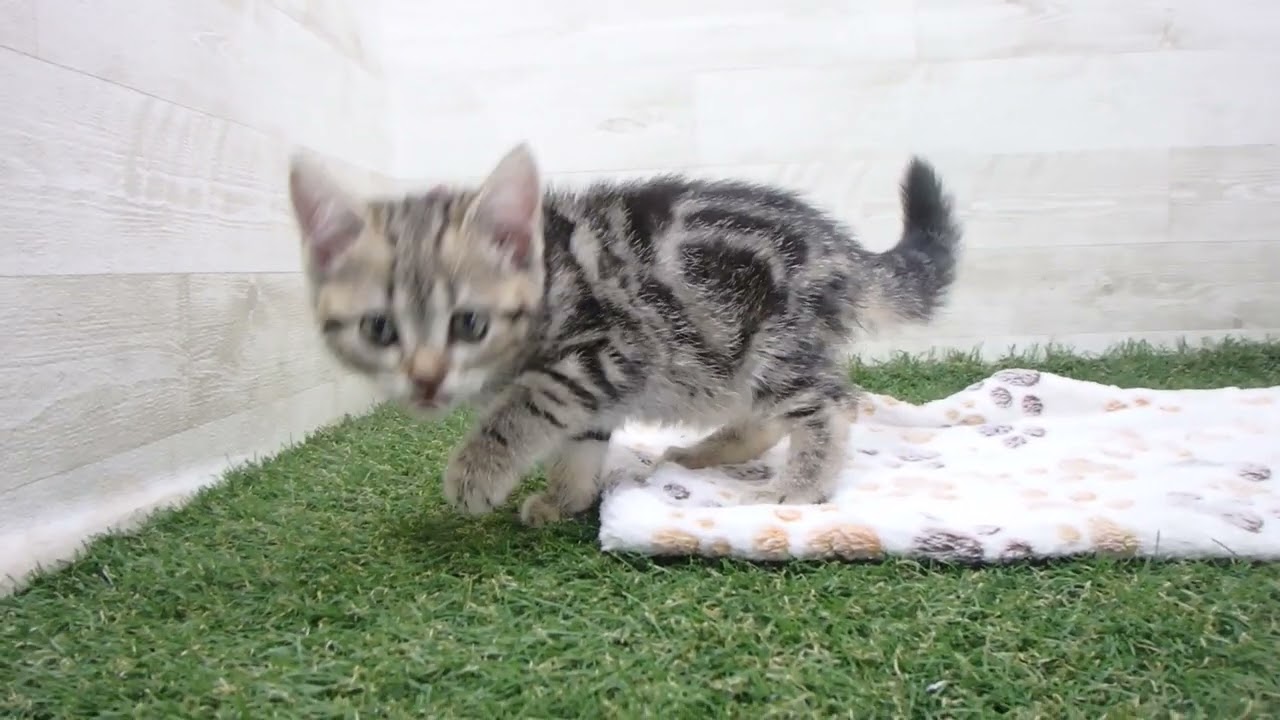 Coo&RIKU　No00632031 アメリカンショートヘアー