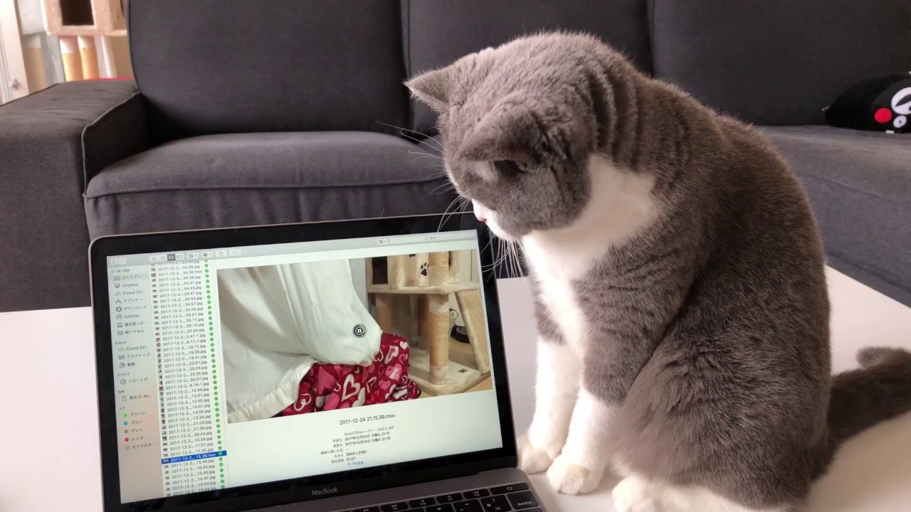 2017/12/25　セルカークレックスの梅子vol.291