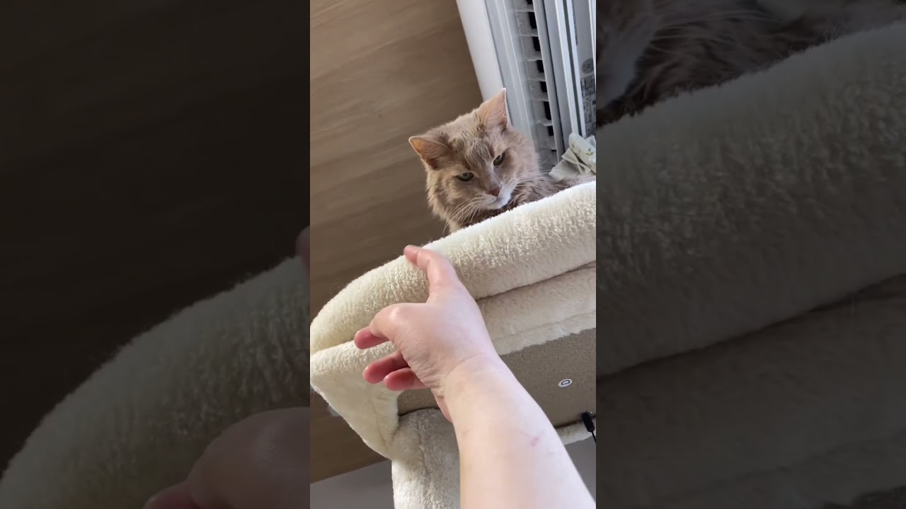 今日は反応がイイね😽 #shorts  #ソマリ