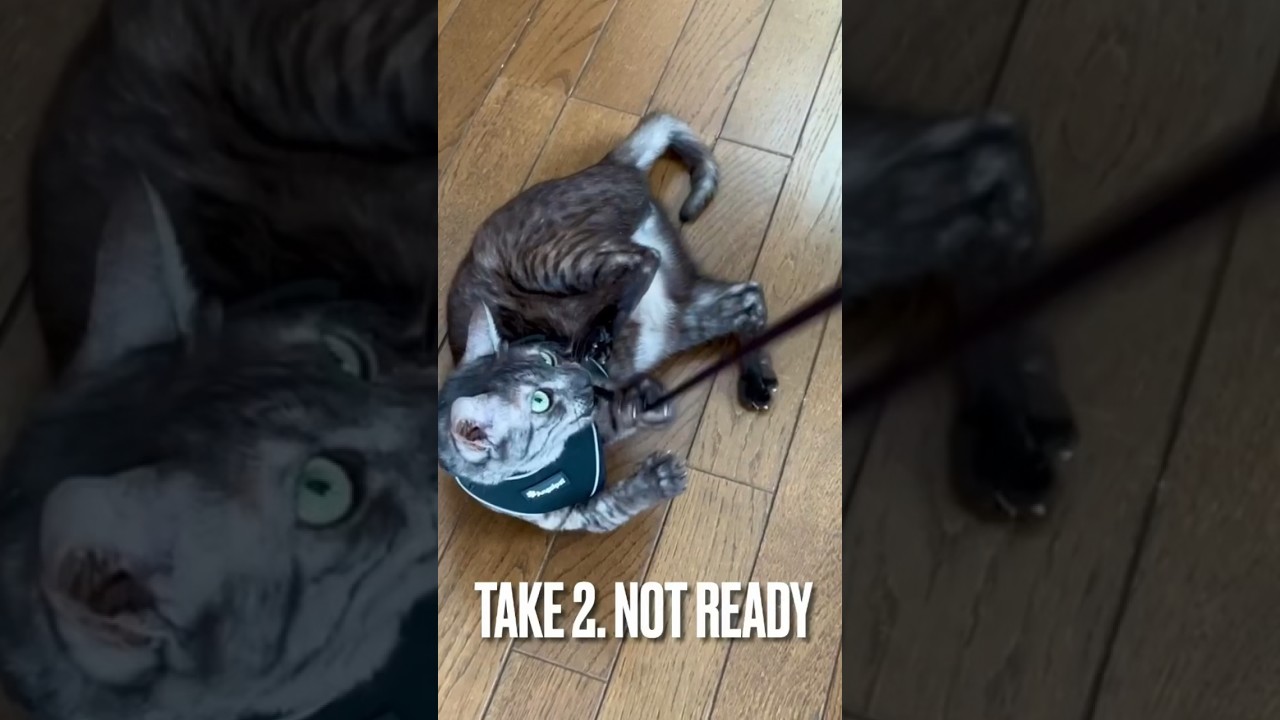 #ハーネス 拒否猫にゃ🙀#一緒にお散歩 できる日は来るのだろうか😅#エジプシャンマウ #shorts #猫動画