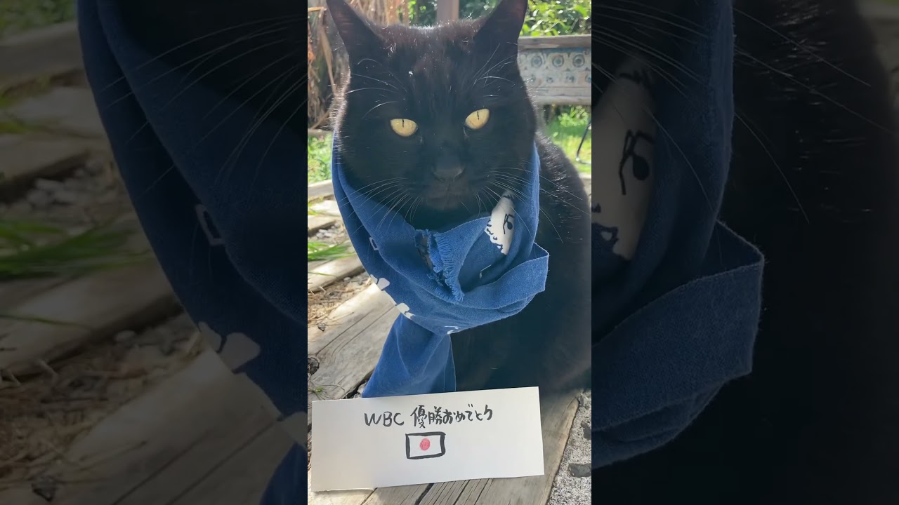 黒猫ムーン🐈‍⬛日本WBC優勝おめでとう　　　　　　　　　　　　　　　　　　　　　#おめでとう#黒猫#cat#shorts