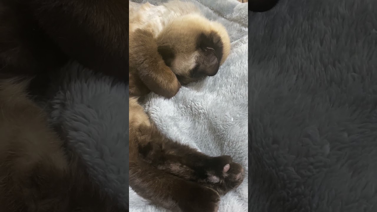 【2023.05.18】今日のシャム猫のふくさん（音無し）【たぬき猫】 #shorts 寝てます