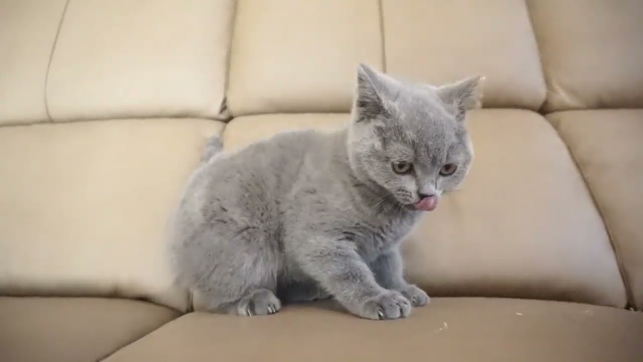 ブリティッシュショートヘアー子猫　British Shorthair　2022.7.24産まれ　ブルー　男の子　シーダキャット猫のお店