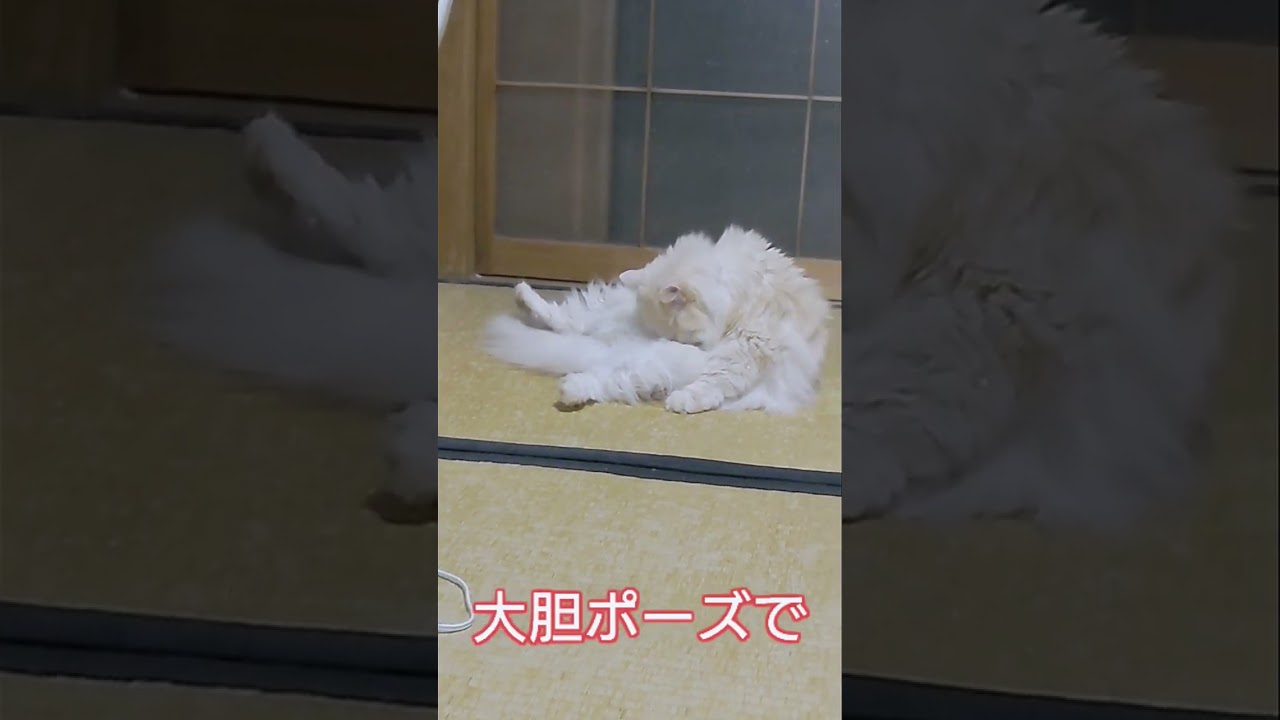 メイさん大胆ポーズで毛繕いちう #スコティッシュフォールド
