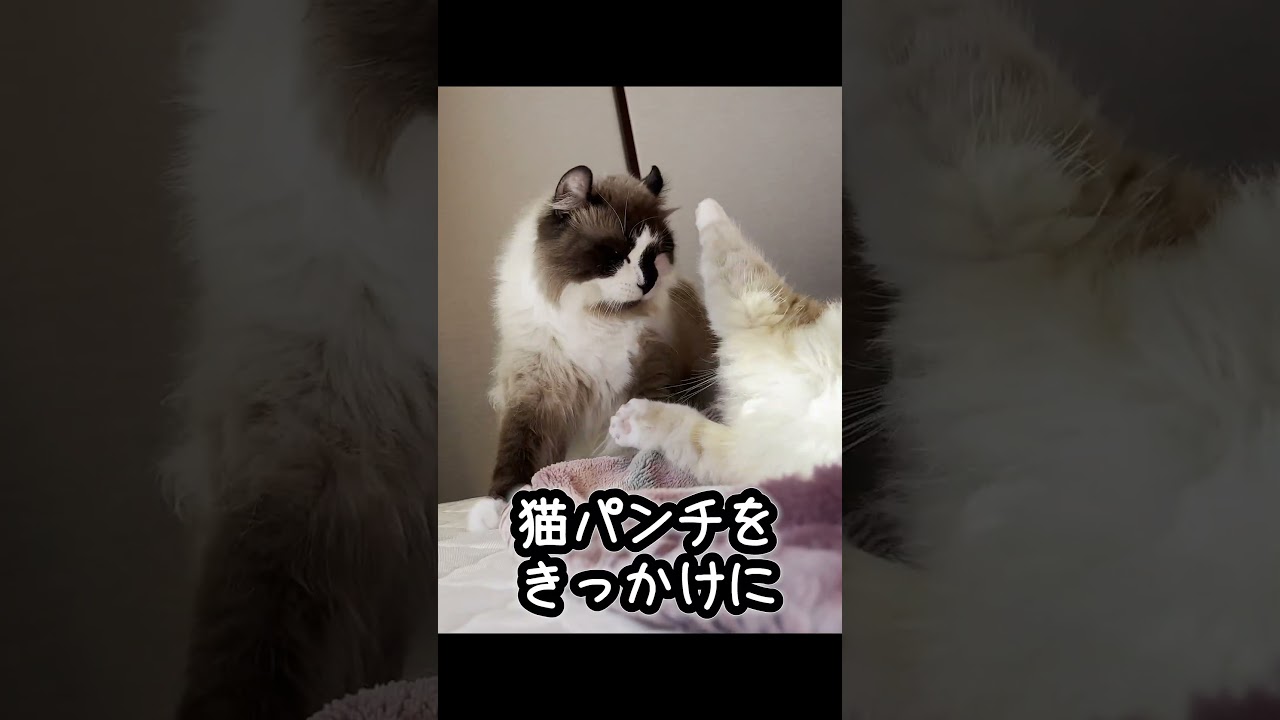 【ラブラブ？】いきなり喧嘩モードに...?? #Shorts
