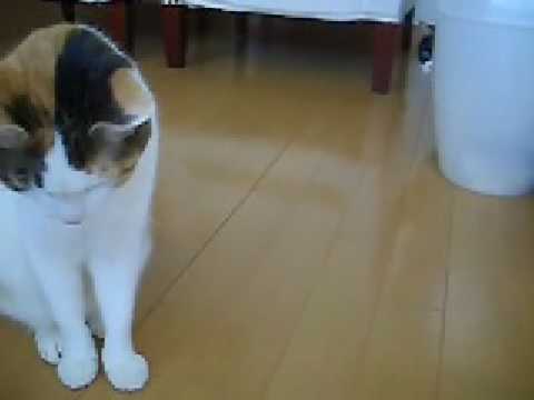 猫動画 短足マンチカンなっちゃん 日本猫ねここ 隠れ猫はどこだ？ munchkin cat hiding