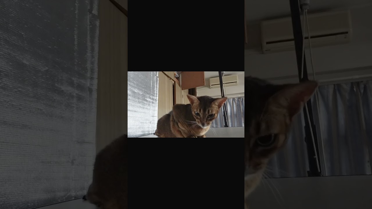 ネコ動画あび＃1411　あびの毎日　アビシニアン　あび