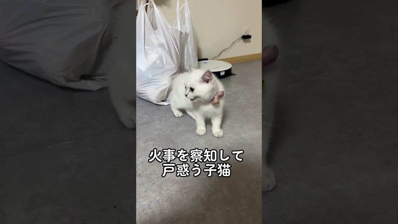 危険を察知して教えてくれる賢い猫 #猫 #ブリティッシュショートヘアー