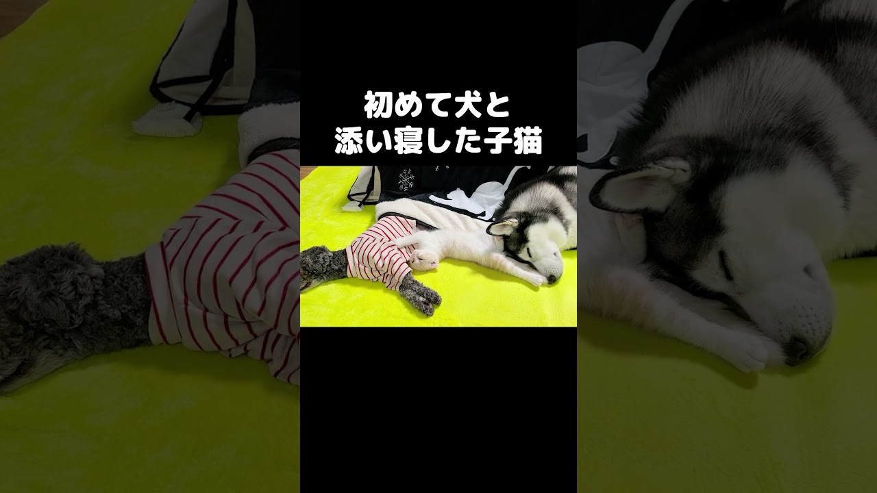 子猫が初めて犬と添い寝したら...#shots