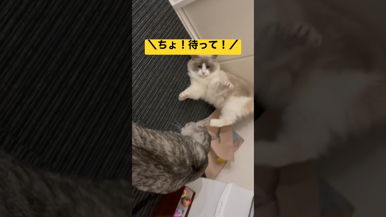 遊びに乱入して怒られる末っ子ラグドールのレイくんと激おこボンさん🐈 #cat #猫 #ねこのいる生活 #ragdoll #ラグドール #保護猫 #shorts