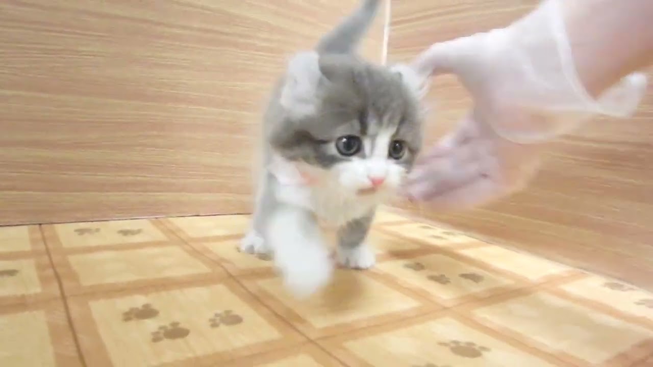 Coo&RIKU　No00627038 アメリカンカール