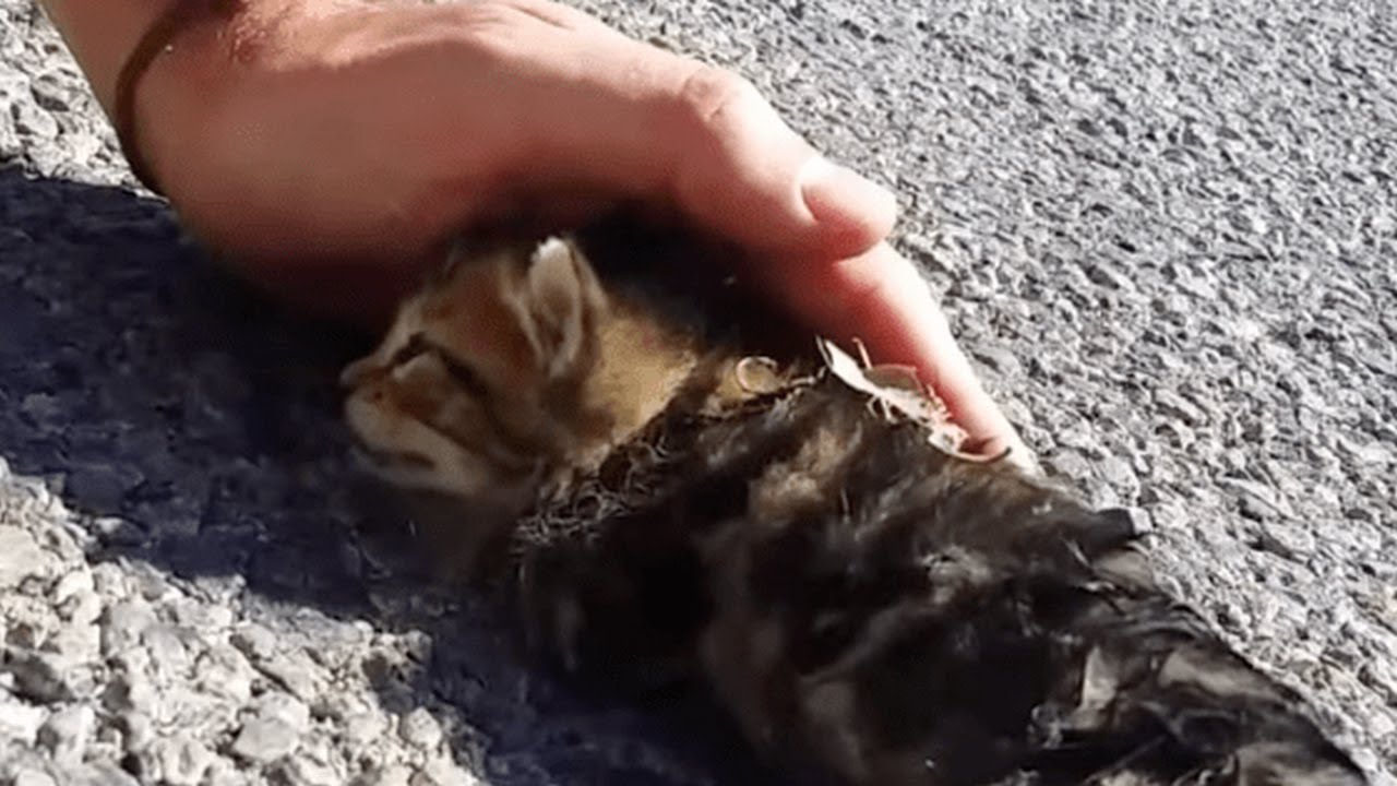道路の真ん中で息絶えていた子猫。男性がそっと手を添えると命を吸収するかのように子猫の体が温もりを取り戻し始める。