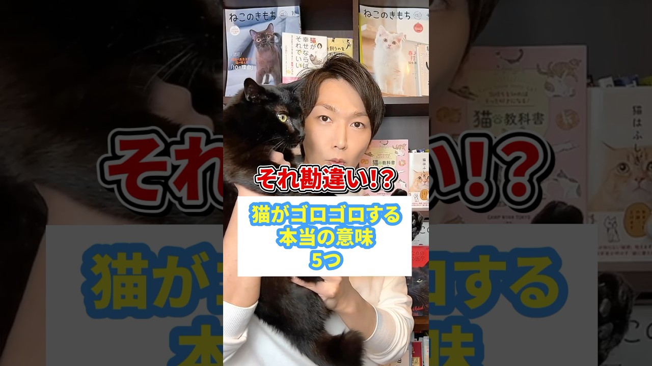 それ勘違い！？猫がゴロゴロする本当の意味５つ