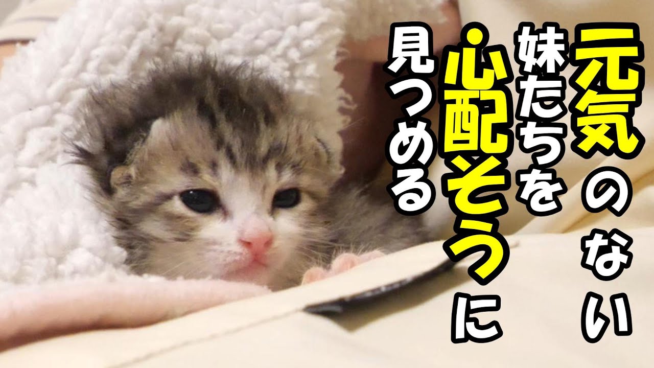 急変する、子猫の調子。【赤ちゃん猫　保護猫】