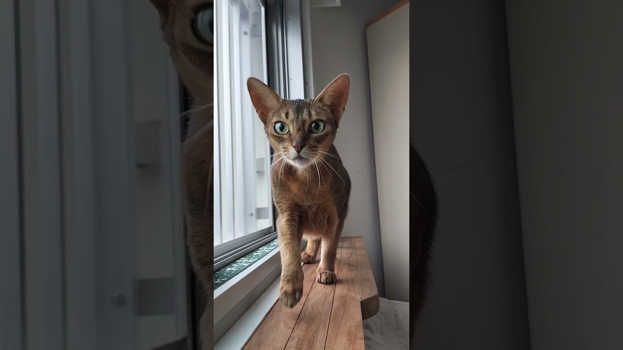 ネコ動画あび＃1406　あびの毎日　アビシニアン　あび