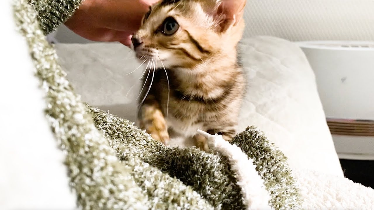 【子猫】ベンガルってこんなに甘えるの知ってた？
