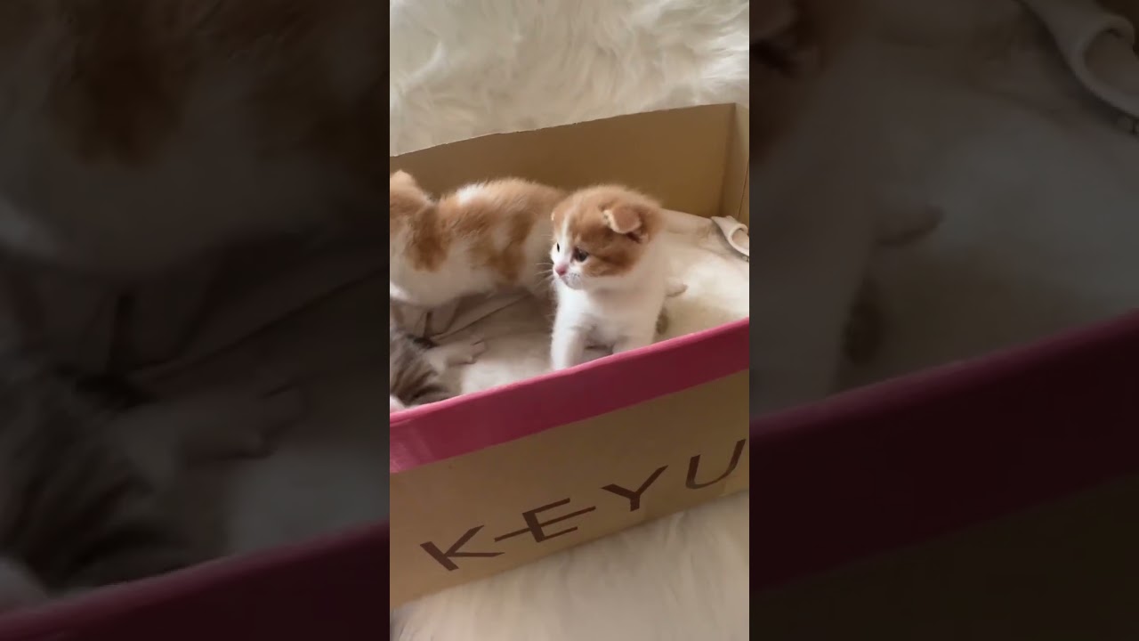 スコティッシュフォールド お目めの大きな可愛い女の子💕