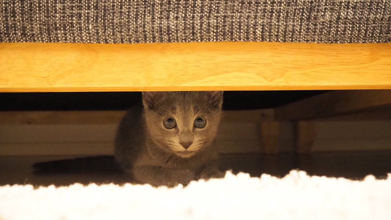 初めて猫を迎えた結果、、、天使すぎるのだが