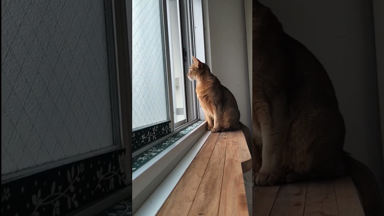 ネコ動画あび＃1405　あびの毎日　アビシニアン　あび