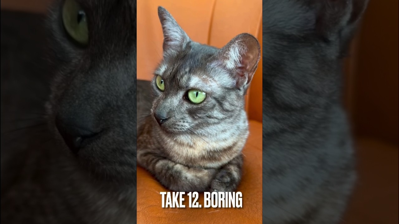 ひまにゃ😆退屈する猫 #エジプシャンマウ #boring #shorts