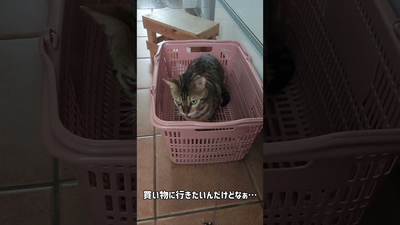 #shorts 【ベンガル猫】買い物に行きたいんだけど…🥴