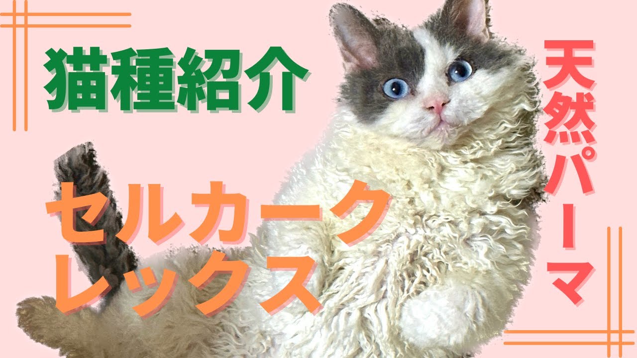 【猫種紹介】天然パーマの超個性派キャット セルカークレックスの紹介