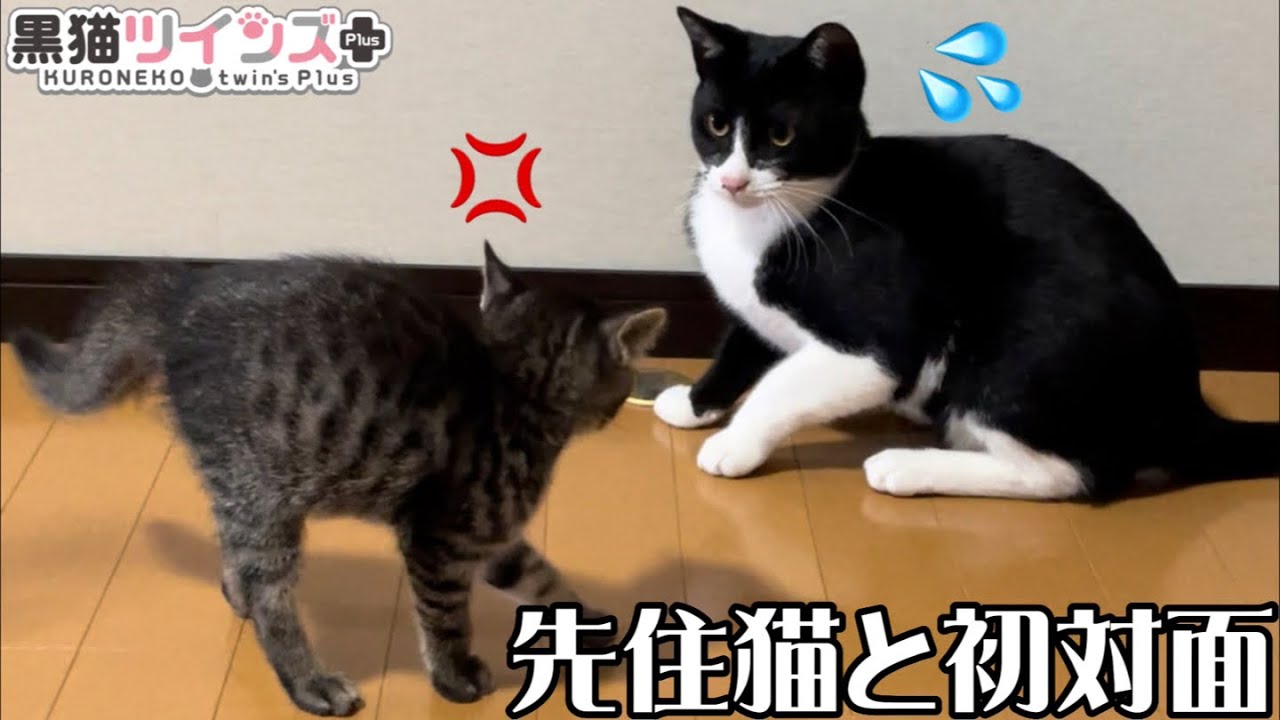 保護した子猫と先住猫の初対面は予想外の出来事ばかりでした
