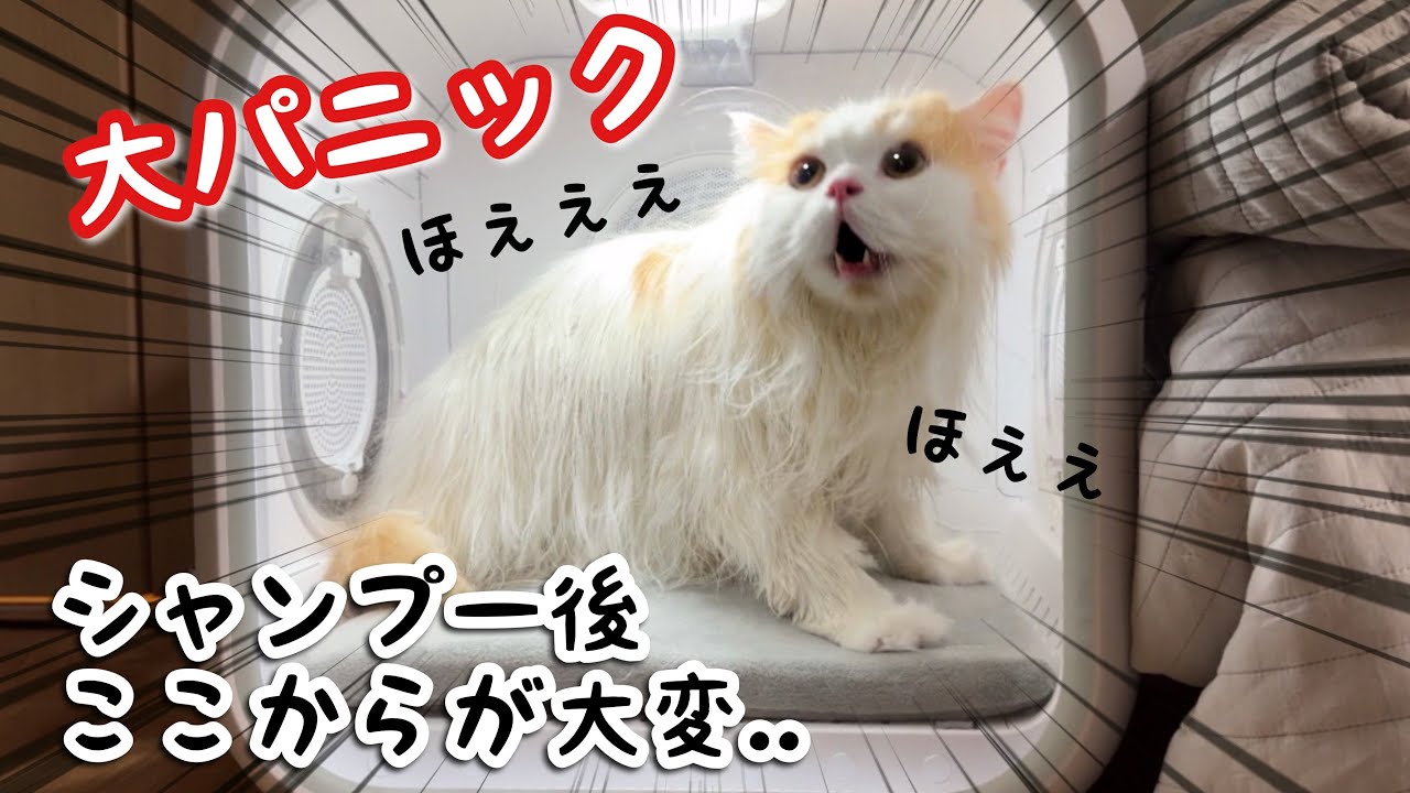 シャンプー後のドライヤーで愛猫が聞いた事ない声で喋り始めました汗