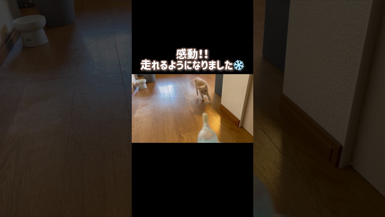 【感動】よちよち歩きから走れるようになった子猫。 #成長日記