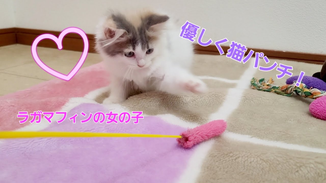 猫パンチが優しいおっとりなラガマフィン