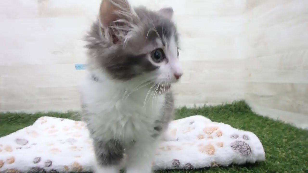 Coo&RIKU　No00634062 ノルウェージャン・フォレストキャット